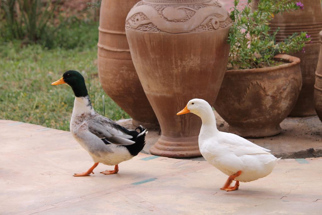 Ecolodge Bab El Oued Maroc Oasis Agdz Exteriör bild