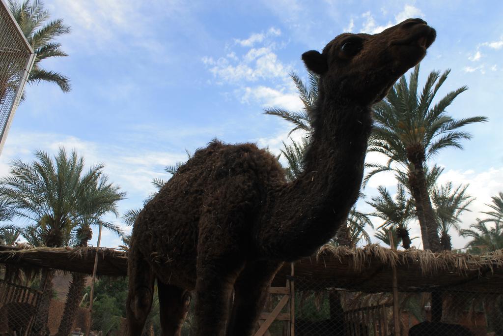 Ecolodge Bab El Oued Maroc Oasis Agdz Exteriör bild